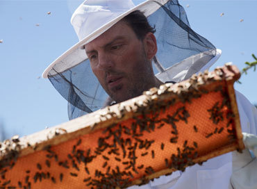 Preview image for Constellations Team Visits an Apiary