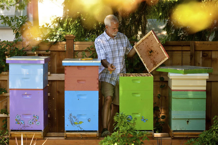 Local beekeper Tim Wessels of Bridgetown Bees with his hives.