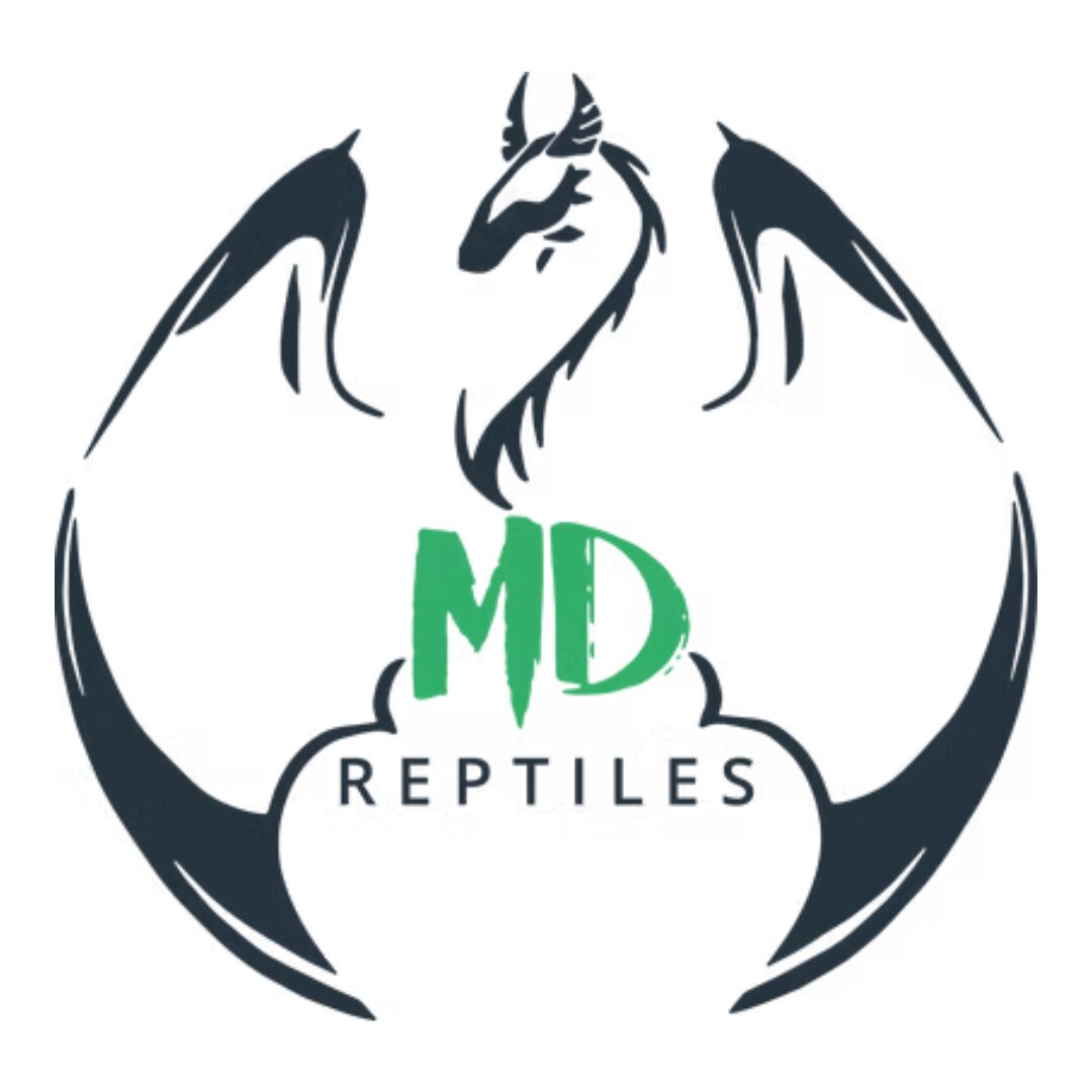 Magic Dragon Reptiles