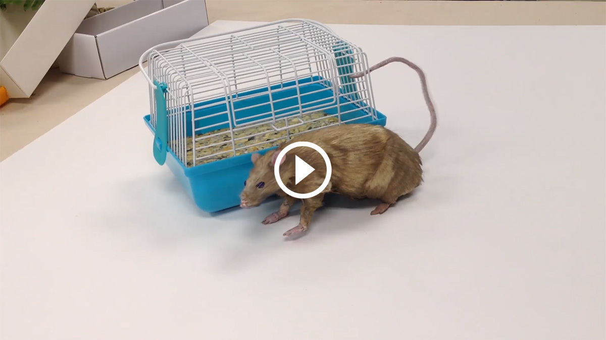 Rat Video Preview 1200