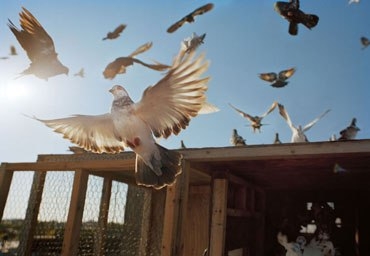 Billy’s Pigeons